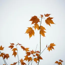 Melodia d'Autunno