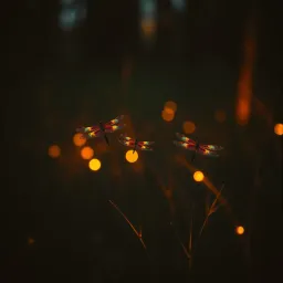 STAR - Dragonfly