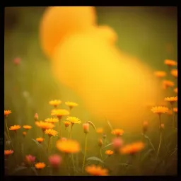 Raphakan - أغنية حب – "قلبي معك" (Kalbim Seninle