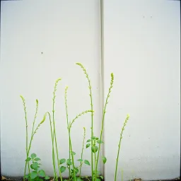 Plant Sensimillia
