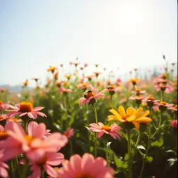 The garden