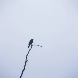 Nothing left