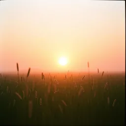Gratitude Rising