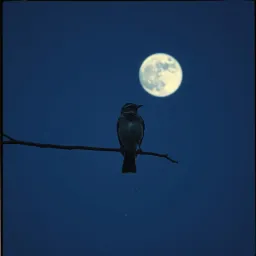 Mockingbird