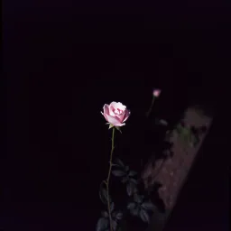 Pale rose 