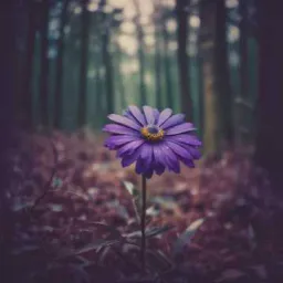Unseen Beauty