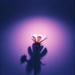 Flower in the Dark
