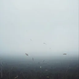 Verloren im Wind