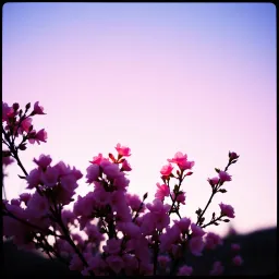 Like A Miracle