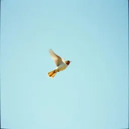 I’m Free As A Bird
