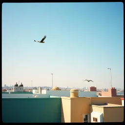 Rooftop Paradise