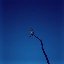 Heart's Tangled Fight