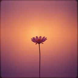 Amor entre Sombras