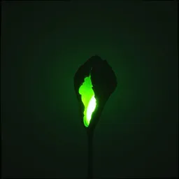 Parasite