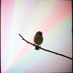 Non ci casco