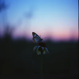 Edge of Night