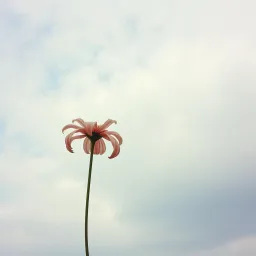 Último Adeus