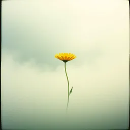 Growth Rising