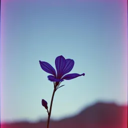 Violet love