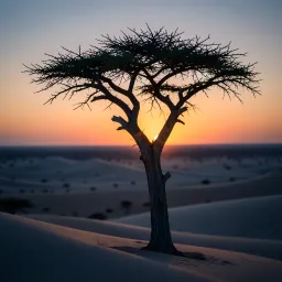 Title: Agadez Aman (Spirit of the Desert)