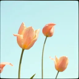 Tulip