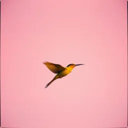 Sou Libre