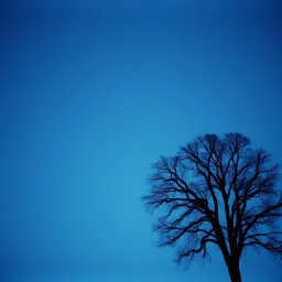 Silent Summer Nights