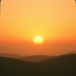 Morning Glory