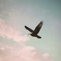 I can fly with you 