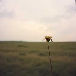 Melodia mea