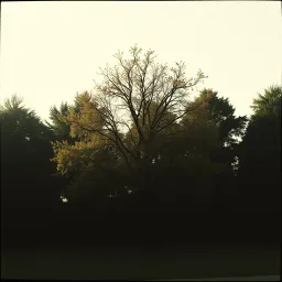 Stingy Tree