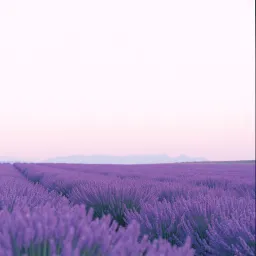Лавандовый бриз