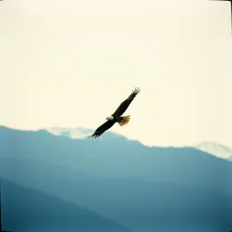 Wings of Healing, Heart of Gold