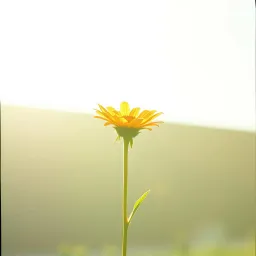 전화하지 마 (Don’t Call)