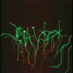 Digital Embrace