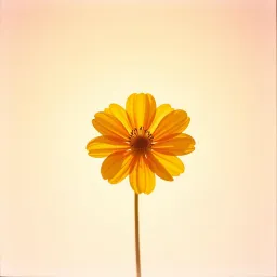 Daisy Sunshine