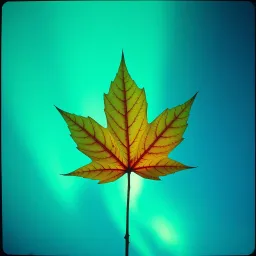 I am Canadian 